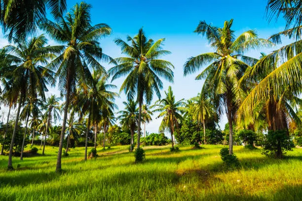 Navcrest International Coco Peat Exporter