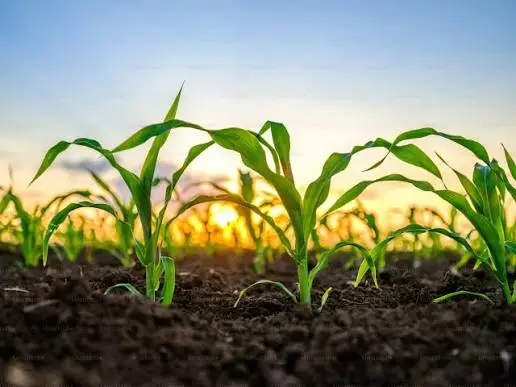 Agriculture